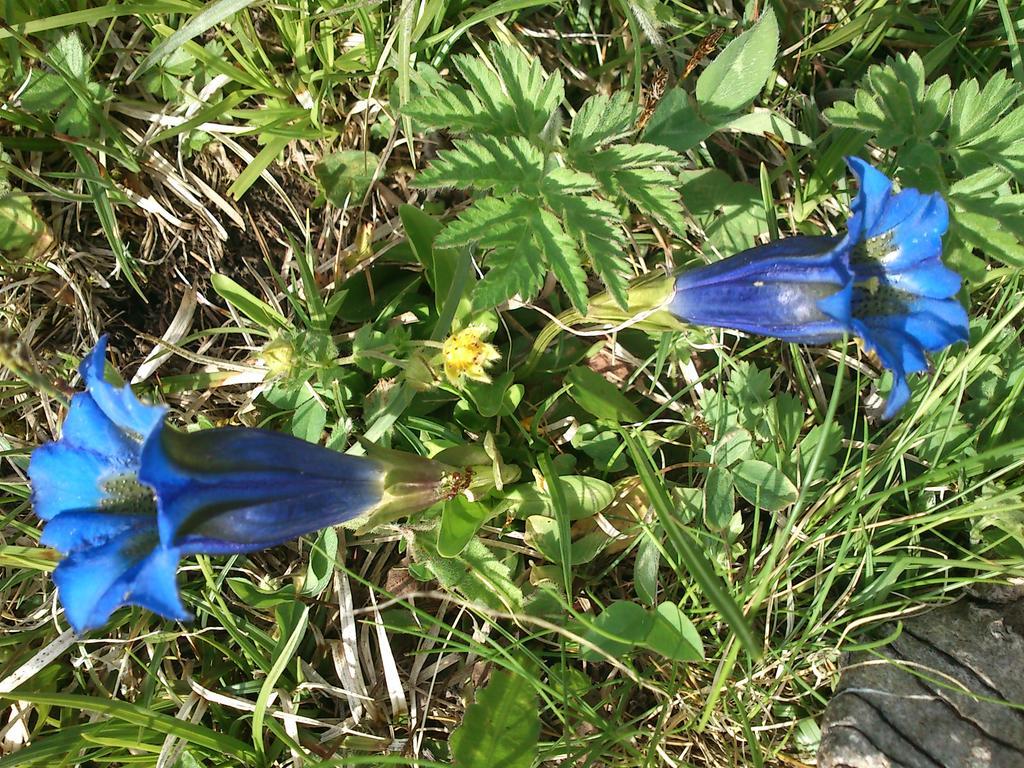 B&B La Genzianella Perarolo di Cadore Eksteriør bilde